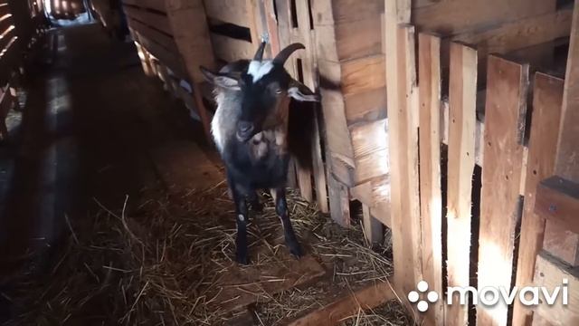 Даша родила.Почему дойка руками.Марта смотреть онлайн