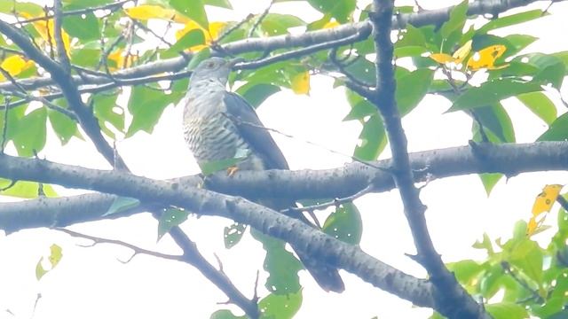 ムビる10597 ツツドリ tsutsudori смотреть онлайн