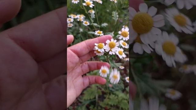 ERBA MARESINA - ERBA MADRE - ERBA AMARA - MATRICALE - AMAREGGIOLA - Tanacetum parthenium Asteraceae смотреть онлайн