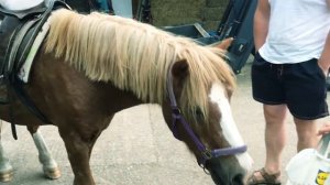 Kids horse riding lessons Школа верховой езды для детей