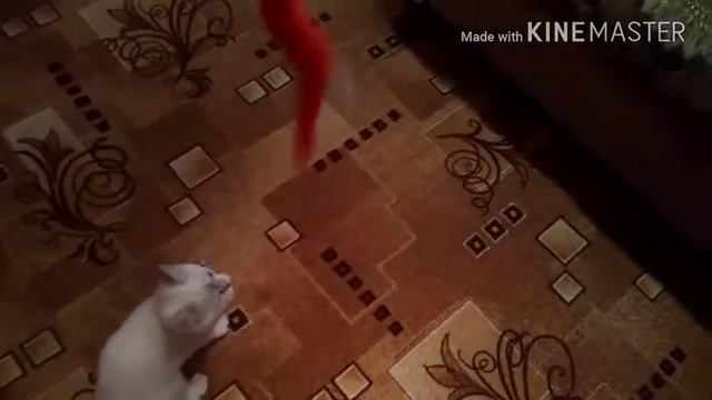 Маленький клип от моей кошки Алисы смотреть онлайн