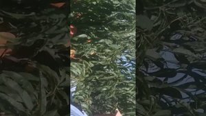 29.07.2022 Сбор персиков в Кучугурах