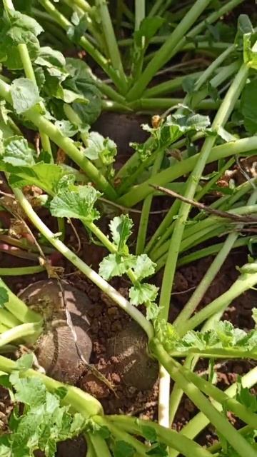 РЕДЬКА ЗИМНЯЯ ЧЕРНАЯ летней посадки удивила огромным урожаем! смотреть онлайн