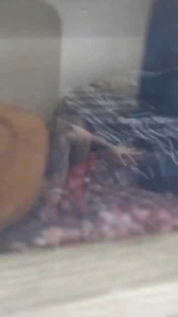 crab update #crustacean #aquarium #fish смотреть онлайн