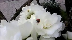 Жасмин махровый