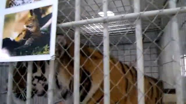 Звери на базе отдыха Рыболов-Профи смотреть онлайн