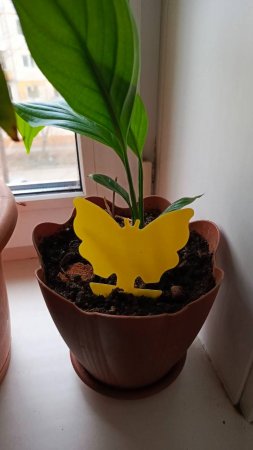 Борьба с мошкой. Охраняем цветочки с помощью наклеек