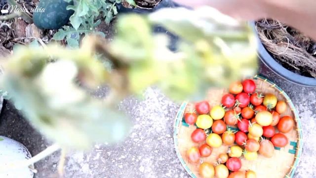 Panen tomat dan sayuran dikebun atap juga apdet bunga matahari смотреть онлайн