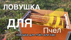 Ловушка для пчел своими руками или пасека с нуля