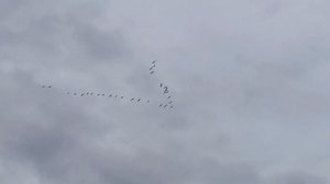 Обзор и тестирование покупки ОЗОН/OZON. Секатор садовый с наковаленкой FRUT CLUB.