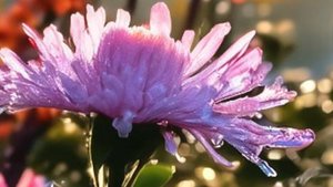 Музыкальная открытка на весь день - заряд позитива и хорошего настроения!