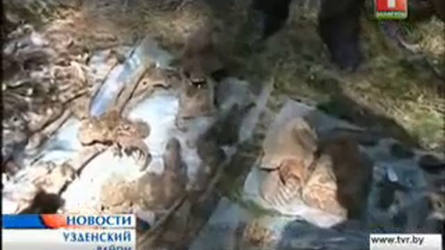 В Узденском районе обнаружили захоронение времен ВОВ смотреть онлайн