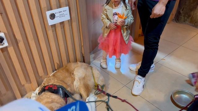 Life-Zoo-VLOG. Крытый Зоопарк. Русское кафе. Как нас хотели обмануть. Crocs смотреть онлайн