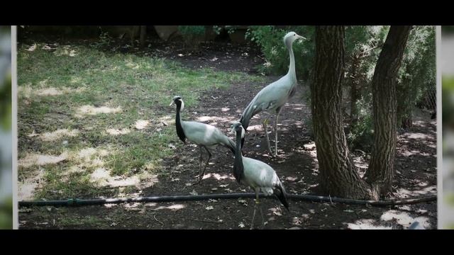 Южный парк птиц "Малинки". Во второй раз. 25 июля 2024 смотреть онлайн