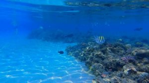 Египет- 23, отель"Naama Bay Promenade" первый день и первый снорклинг. Восход. Цапля.