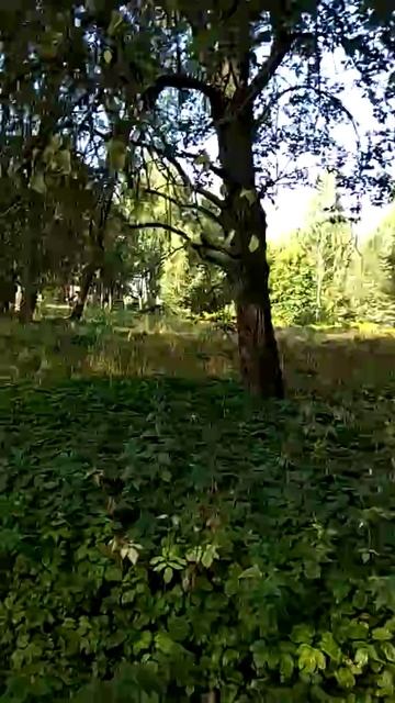 Амброзия в Юрмале, отель Daina Jurmala beach hotel & spa смотреть онлайн