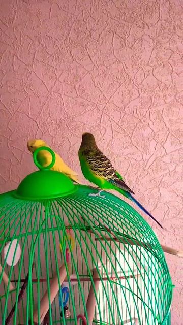 Милка Лунтик хороший день смотреть онлайн