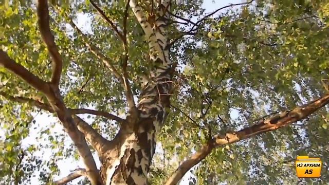 Я и береза 2011г. смотреть онлайн