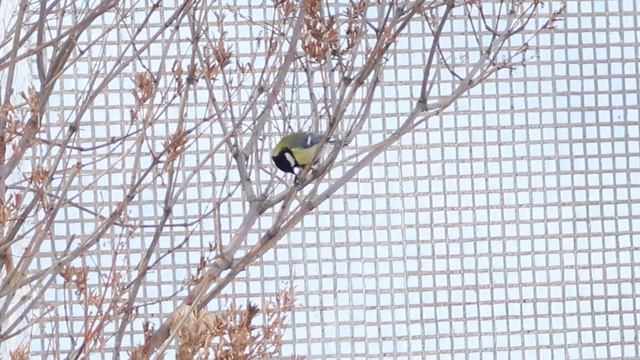 Синица смотреть онлайн