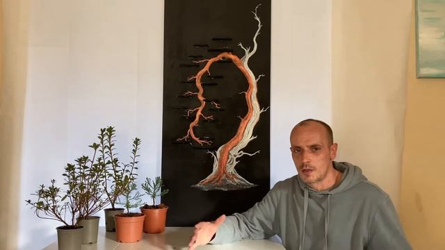 Giant sequoia update new Azalea saplings & my bonsai masterpiece @Bonsaicrazy смотреть онлайн