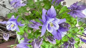 Цветы сиреневые Водосборник