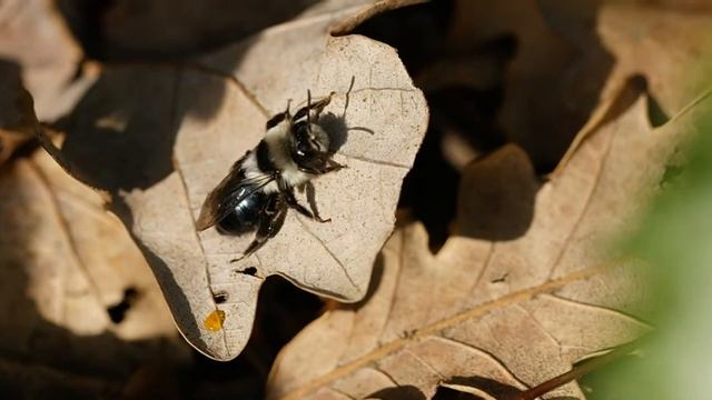 Insecte Inconnu mais que fait il ???? смотреть онлайн