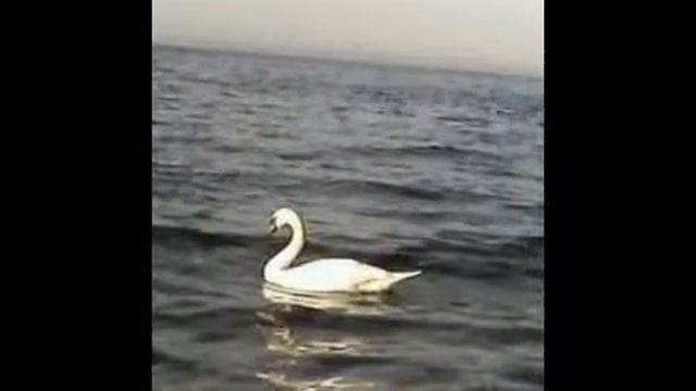 Такой я увидел Анапу сегодня смотреть онлайн