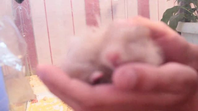 Занимательные хомячки.Часть 2.Возвращение Зюбы. смотреть онлайн