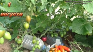 Экзотический ,урожайный, вкусный кистевой сорт томата Супер экзотик