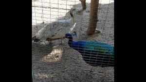 Павлин в Парк-отеле "Березка". Тамбовская область | Peacock at Beryozka Park-Hotel. Tambov