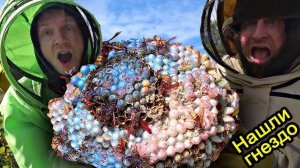 ✅Нашли ГНЕЗДО Гигантских ШЕРШНЕЙ под землёй ☠ ИСКУСАЛИ😱Обезвреживаем дымвухой опасный РОЙ ДИКИХ ОС