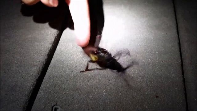 Prionus Beetle смотреть онлайн