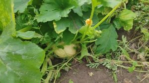 Вырастить арбузы на даче. Не чего сложного. #арбуз #дача #беларусь