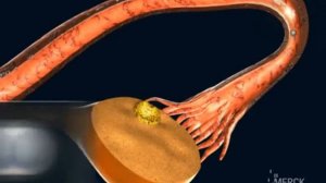 фолликулогенез, овуляция, оплодотворение, имплантация