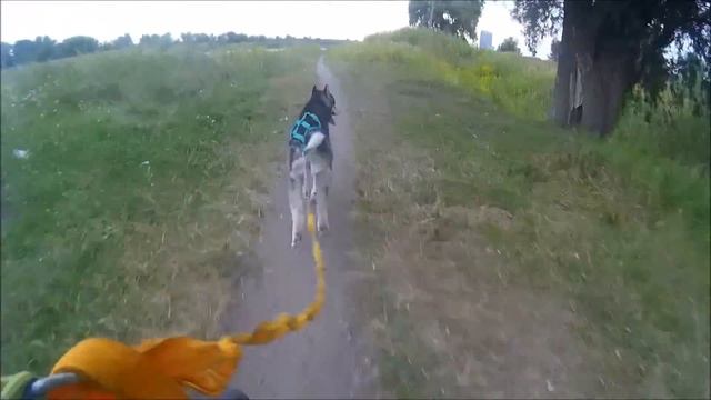 Ранкове катання з Хаскі смотреть онлайн