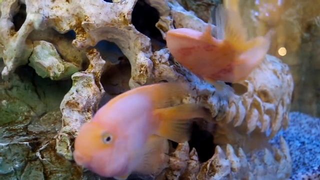 Рыбки в ТЦ Горизонт смотреть онлайн