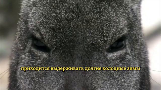 Тайга - Байкал, волки, нерпы, вороны! Игра за выживание 1 часть