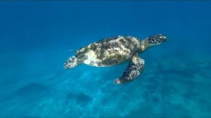 Симеланские острова Тайланд, морская черепаха, подводные красоты.