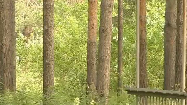 Олень смотреть онлайн