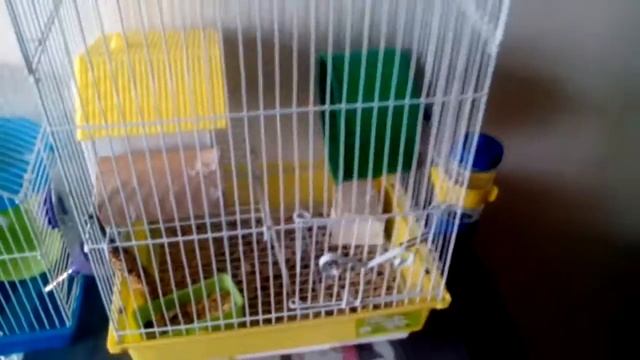 Мышка песчанка🐀/#19