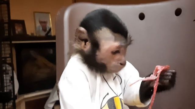 Деловая колбаса/Капуцин Ульяна ест вредную еду(домашние обезьянки) смотреть онлайн