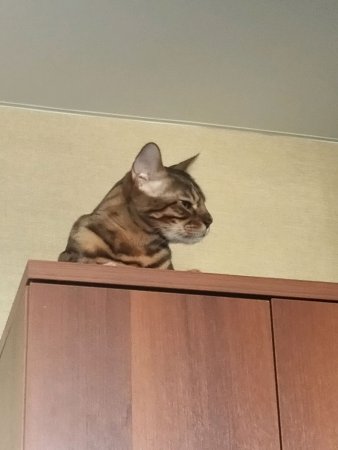 Читос на шкафу