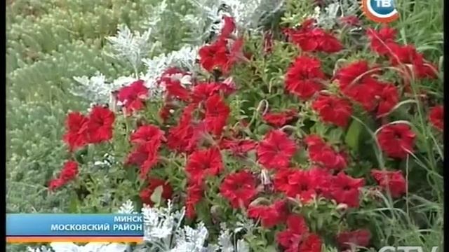 CTV.BY: "Столичные подробности" 24.07.2014 смотреть онлайн