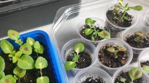 РАССАДА ЦВЕТОВ 2025 ОДНОЛЕТНИКИ И МНОГОЛЕТНИКИ