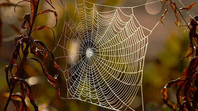 Мой родны край, я веру... Rot pourri. Animals. Я нарадзіўся тут. смотреть онлайн