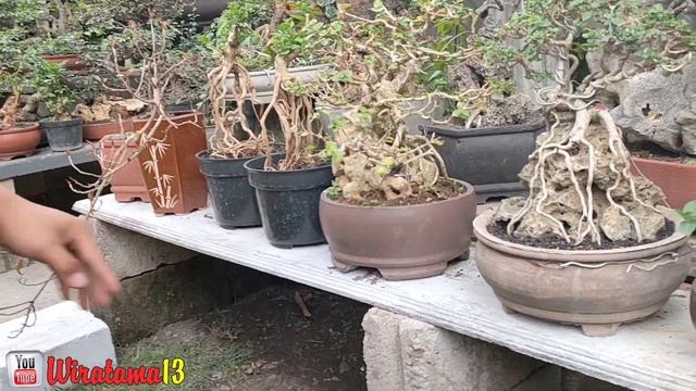CEK HARGA BONSAI DIRUMAH MAS PIAN смотреть онлайн