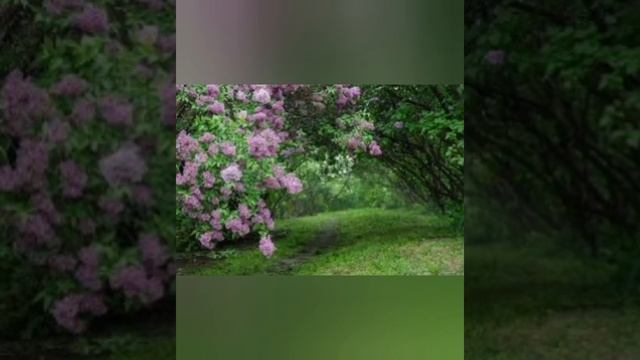 Видеопрогулка по городскому саду смотреть онлайн