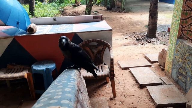 Каждый день прилетает ворон за печеньями. смотреть онлайн