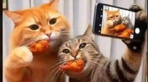 Умные котярики..