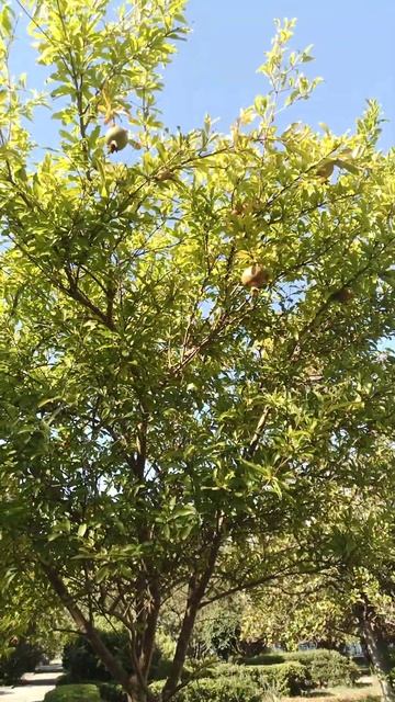 Дом отдыха Псоу Абхазия Цандрыпш гранатовое дерево смотреть онлайн